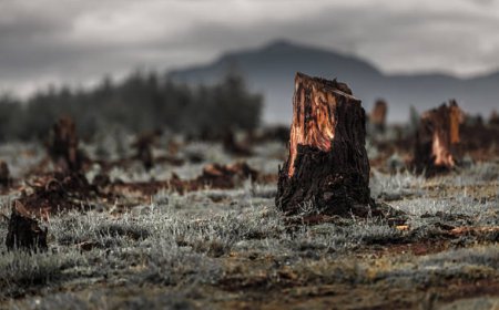 Endangering Ecosystem: Impacts of deforestation on biodiversity