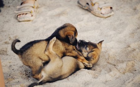 An essay on man's relationship with animals