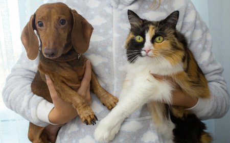 Cats vs Dogs: The Ultimate Pet.