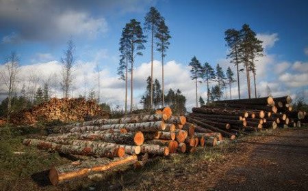 THE EFFECT OF DEFORESTATION ON BIODIVERSITY