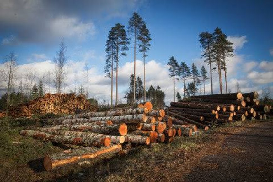 THE EFFECT OF DEFORESTATION ON BIODIVERSITY