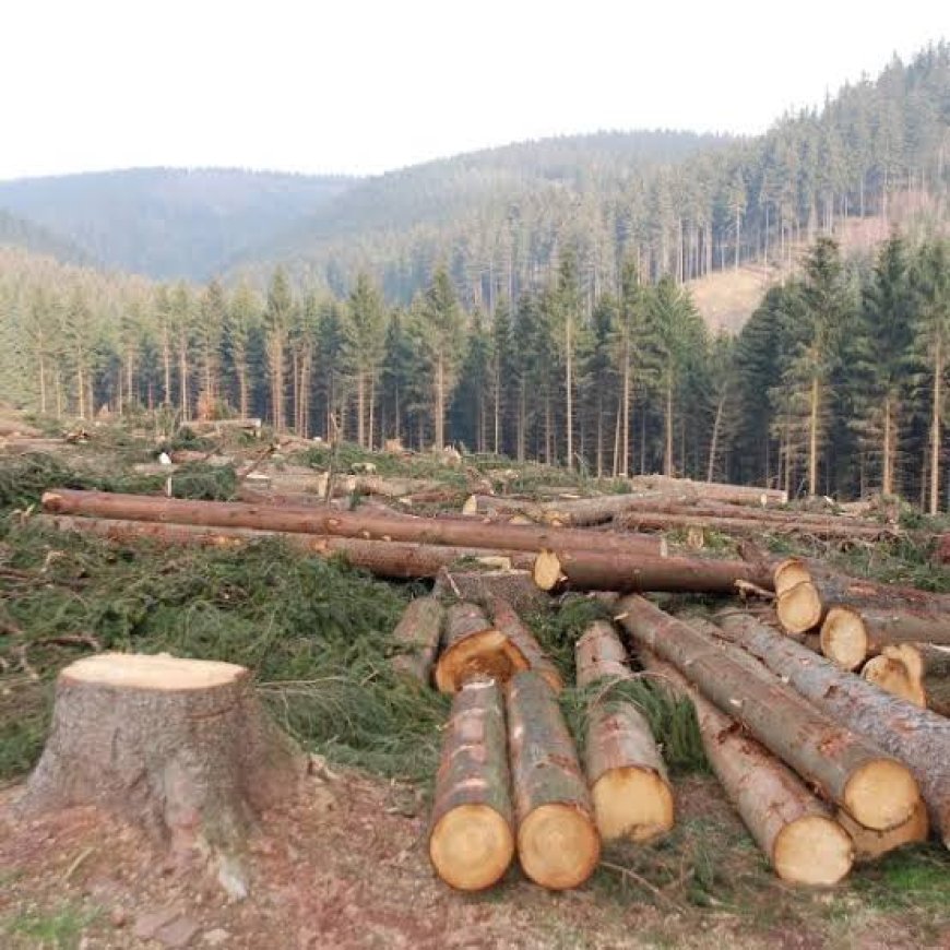 THE EFFECT OF DEFORESTATION ON BIODIVERSITY