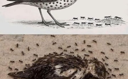 When the Ants Rise: A Timeless Lesson for Leaders Everywhere