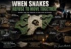 WHEN SNAKES REFUSE TO MOVE TOGETHER: NIGERIA’S TRAGEDY OF ISOLATED SUFFERING