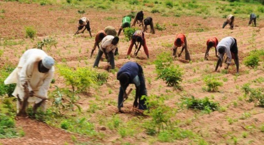 GLOBAL AND NIGERIAN FOOD SECURITY IN 2026: A Growing Crisis with Paths to Hope